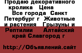 Продаю декоративного кролика › Цена ­ 500 - Все города, Санкт-Петербург г. Животные и растения » Грызуны и Рептилии   . Алтайский край,Славгород г.